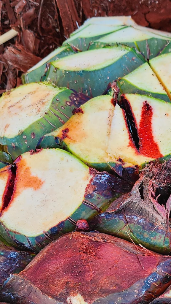 AGAVE-process-hacienda-capellania